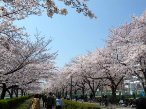 桜之宮公園１ds