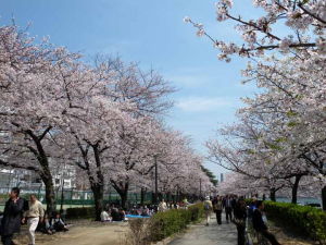 桜之宮公園２ds