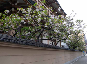 蓮興寺３（桜）ds